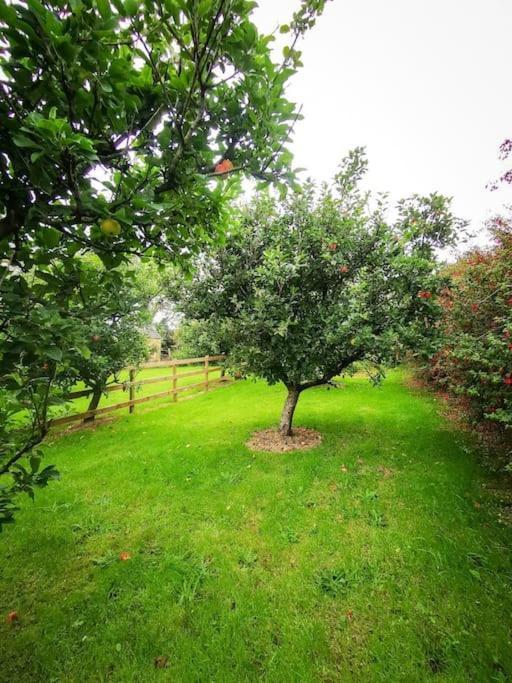 Orchard Cottage Dingle Exterior photo