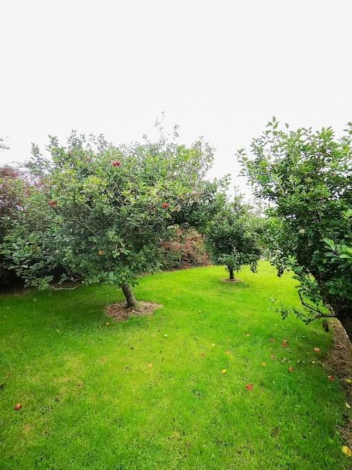 Orchard Cottage Dingle Exterior photo